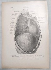 Lotto 2 Stampe Anatomiche