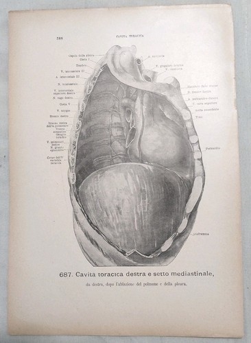 Lotto stampe anatomiche - lotto,
