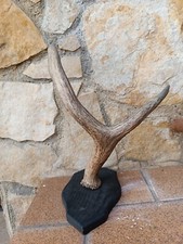 Decorazione murale con corno