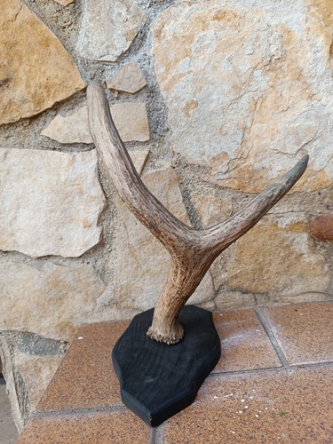 Decorazione murale con corno