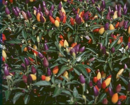 Peperoncino capsicum annuum - -,