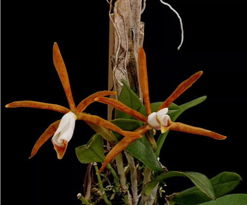 Specie orchidea cattleya - specie,