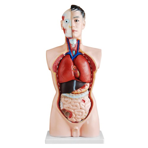 Modello anatomico torso uomo