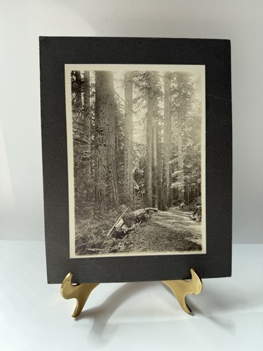 Vtg pacific northwest - pacific,