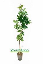 Pianta di Limone Lunario "4