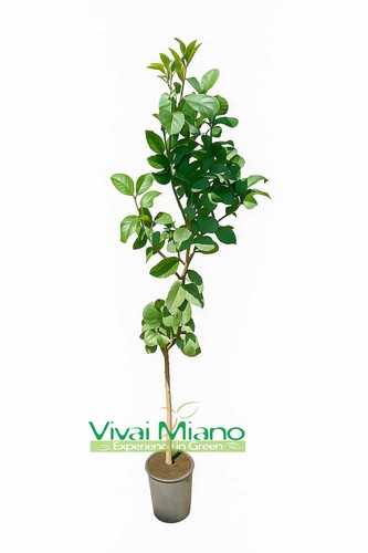 Pianta limone lunario - lunario, "4