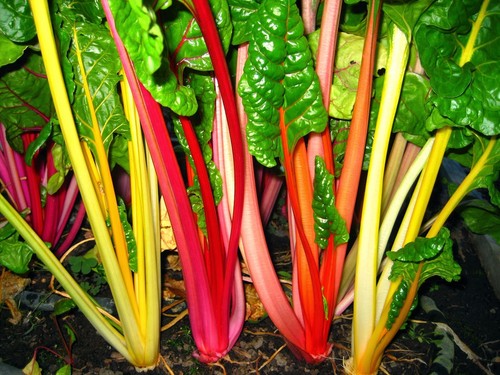 Rainbow swiss chard seeds - swiss,