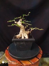Bonsai di Premna Microphylla - Immagini reali - Buon personaggio