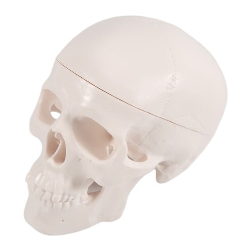 Modello cranio umano - 2x(,