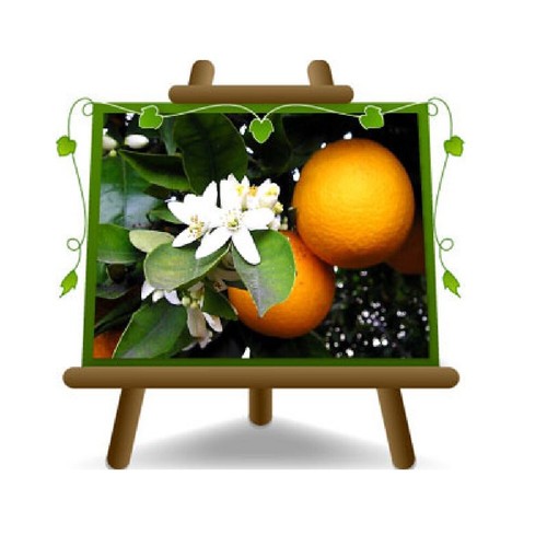 Agrumi arancio washington - agrumi,