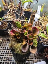 Heliamphora minor "Burgundy Black"