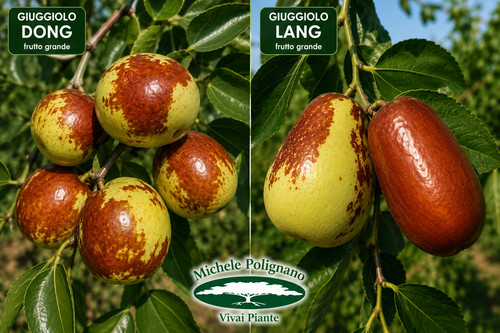 Piante giuggiolo frutto - piante, a