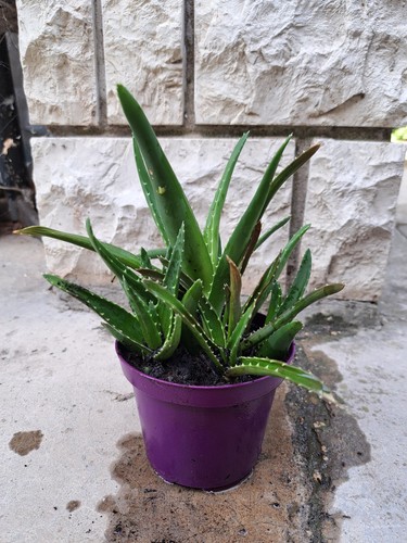 Aloe arborescens - aloe,