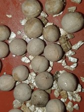 Licuala parviflora, 8 semi freschi testati a galleggiante