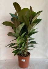 1 PIANTA DI FICUS ROBUSTA VASO 21CMappartamento purifica l'aria