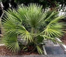 5 Semi Palma di San Pietro