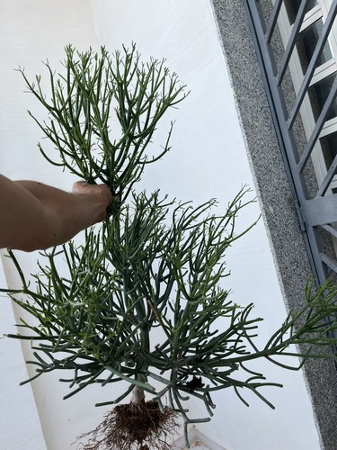 Euphorbia tirucalli albero - euphorbia, ,