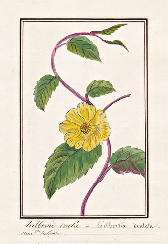 Hibbertia dentata guinea - dentata, guinea-blume