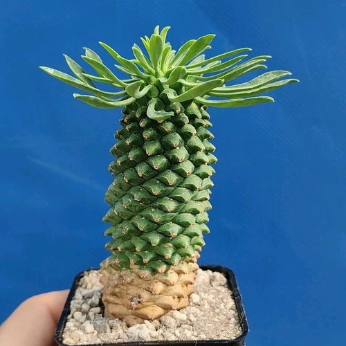 Euphorbia sotetsu kirin