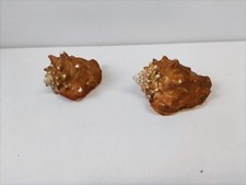 COPPIA Conchiglia  fossile