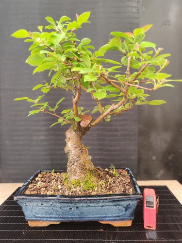 Bonsai melo giapponese h - bonsai,