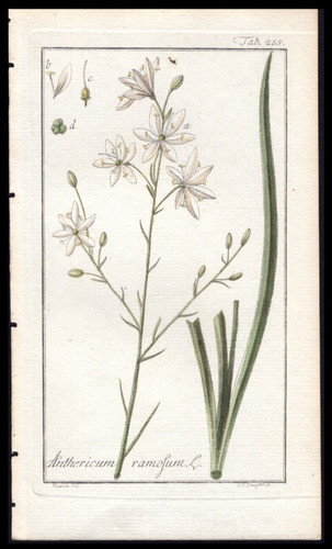 1800 johannes zorn - johannes, icones