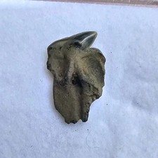 Raro somniosus microcephalus - raro,