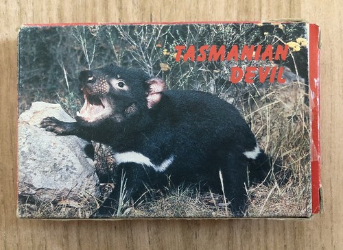 Tasmanian devil marsupials - devil,