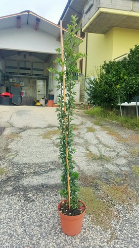 Piracanta pyracantha mohave - piracanta,