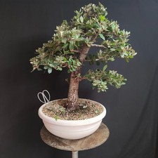 BONSAI ESEMPLARE DI LECCIO
