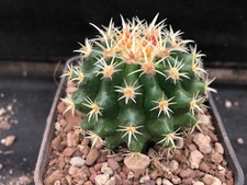 ECHINOCACTUS GRUSONII V