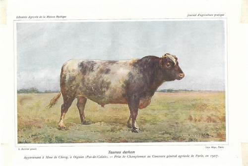 Stampa antica toro razza - antica,