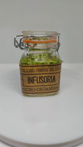 Infusoria gilled gems - gilled,