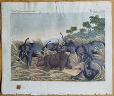 Elefante rinoceronte - Bertuch