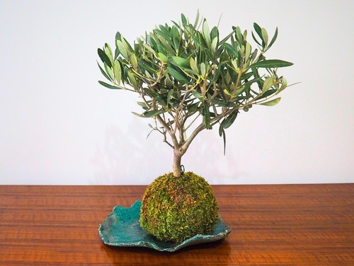 Ulivo bonsai kokedama - bonsai,