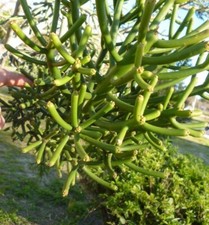 Esquejes suculenta - 10,