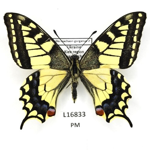 Papilionidae papilio machaon - papilio,