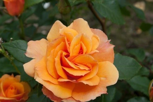 Rosa tappezzante tequila - rosa,