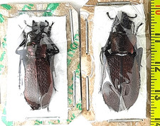 Carabidae, Carabus
