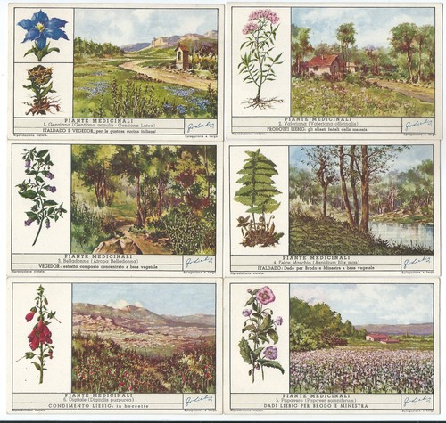 1451 liebig piante - /, /