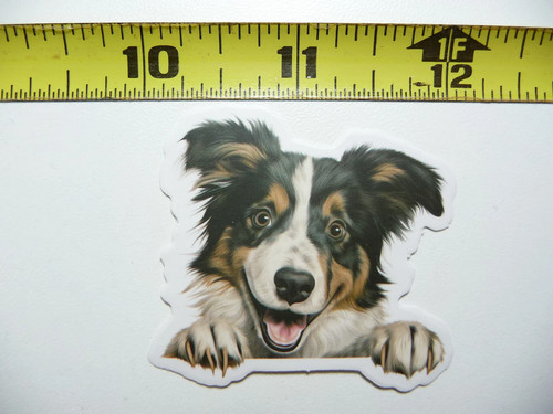 Peeking border collie piccolo - peeking,