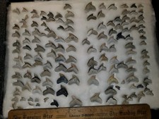 145 Lee Creek Fossil Tiger