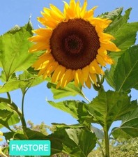 GIRASOLE GIGANTE SUNFLOWER 30