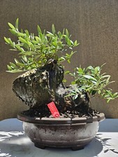 Old European Olive Bonsai