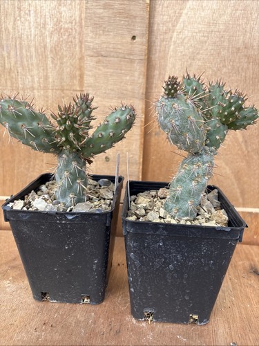 Opuntia prolifera