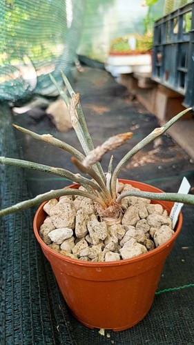 Astrophytum digitostigma