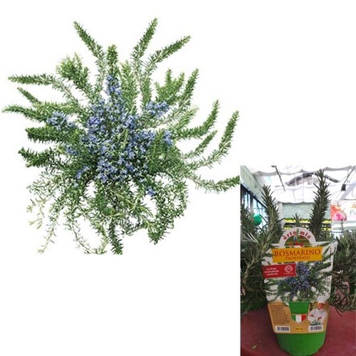 Pianta rosmarino - di,