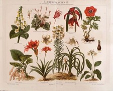 1889 Stampa Antica = PIANTE DA