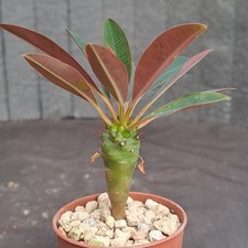 Euphorbia pachypodioides