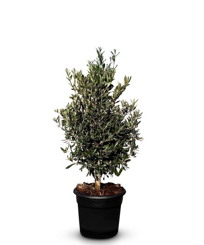 Ulivo olea europea - ulivo, forma